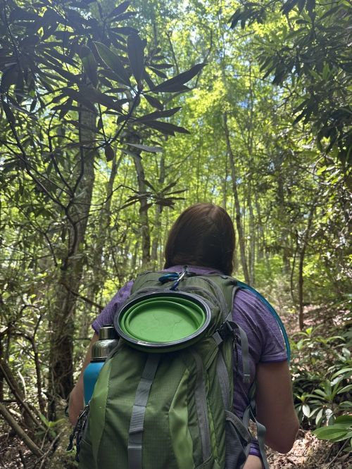 A person with a backpack hiking through a lush green forest, looking up at the trees above.