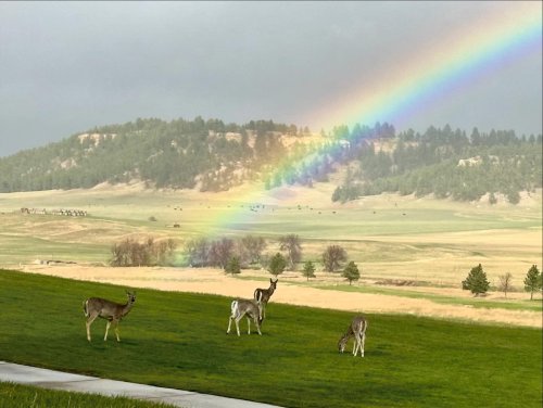 A rainbow arcs over a grassy landscape with deer grazing in the foreground and hills in the background.