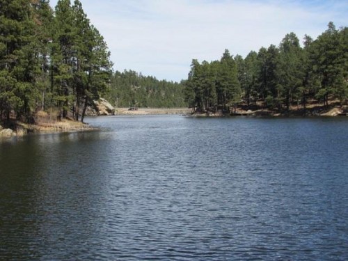 A serene lake surrounded by tall pine trees under a clear blue sky.