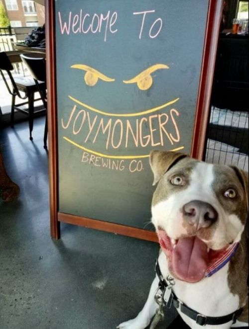 A happy dog sits in front of a sign that reads "Welcome to Joymongers Brewing Co." with a playful design.