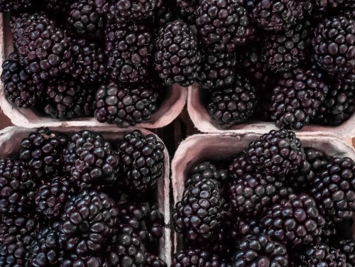 Close-up of fresh blackberries piled in cardboard containers.