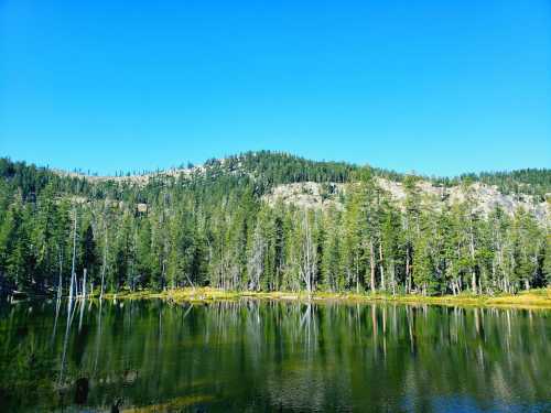 A serene lake surrounded by tall pine trees and rocky hills under a clear blue sky. Reflections shimmer on the water.