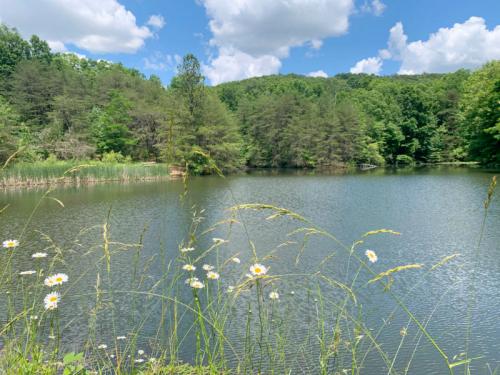 A serene pond surrounded by lush greenery and wildflowers under a bright blue sky with fluffy clouds.