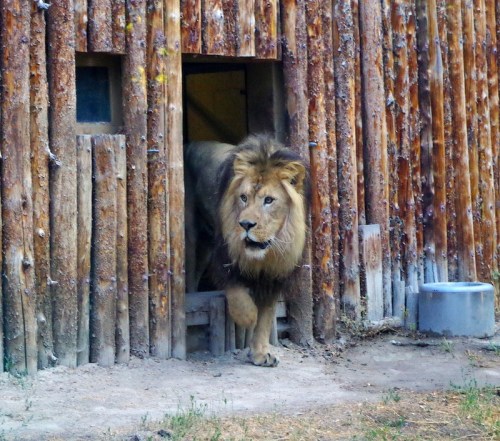 A lion stepping out of a wooden structure, with a natural setting in the background.