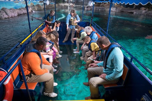 A group of people on a boat, observing marine life through a glass floor in a clear water environment.