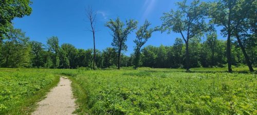 A sunny landscape featuring a grassy path winding through a lush green field with scattered trees.