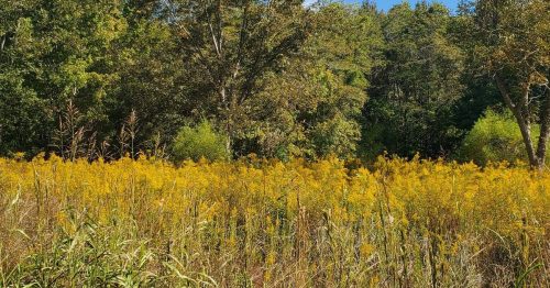 A vibrant field of golden flowers surrounded by lush green trees under a clear blue sky.