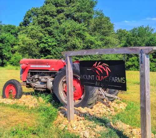 A red tractor beside a sign for Mount Olive Farms, surrounded by greenery and rocks.