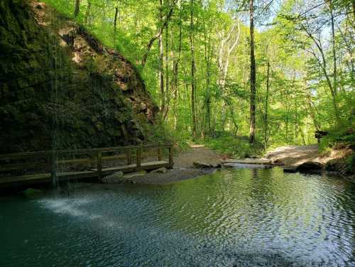 A serene forest scene with a small stream, lush green trees, and a wooden bridge over the water.