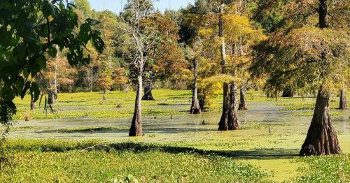 A serene wetland scene with cypress trees surrounded by green vegetation and a clear blue sky.