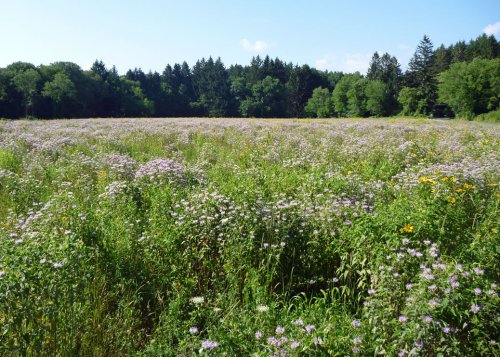 A vibrant field of wildflowers in bloom, surrounded by lush green trees under a clear blue sky.