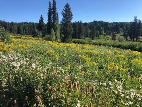 A vibrant meadow filled with colorful wildflowers, surrounded by tall trees under a clear blue sky.