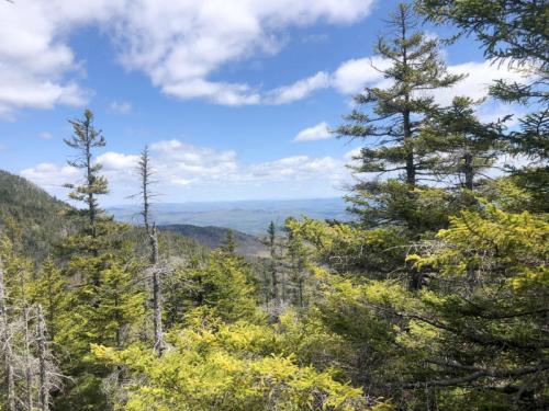 A scenic view of green pine trees against a backdrop of rolling hills and a blue sky with fluffy clouds.