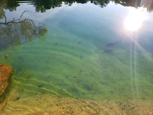 Clear water with fish swimming beneath the surface, reflecting sunlight and surrounded by greenery.