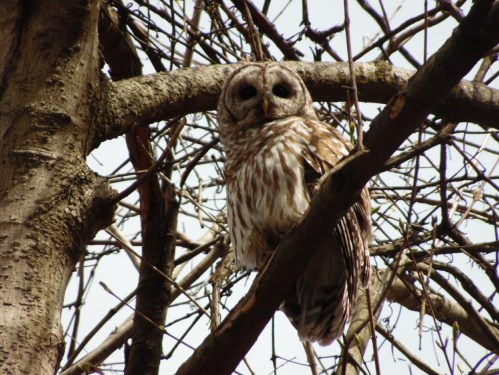 A barred owl perched on a branch among bare tree limbs, looking directly at the camera.