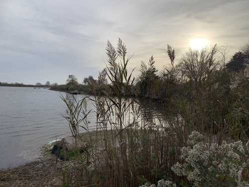 A serene lakeside scene at sunset, with tall grasses and trees silhouetted against a cloudy sky.