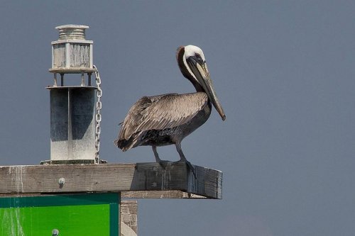 A pelican perched on a wooden post with a green base, against a gray sky.