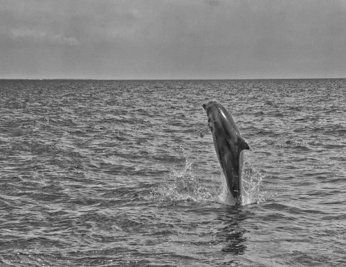 A dolphin leaps out of the water, creating a splash against a gray sky and ocean backdrop.