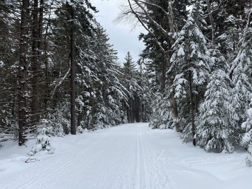 A snow-covered path winds through a forest of tall, snow-laden trees under a cloudy sky.