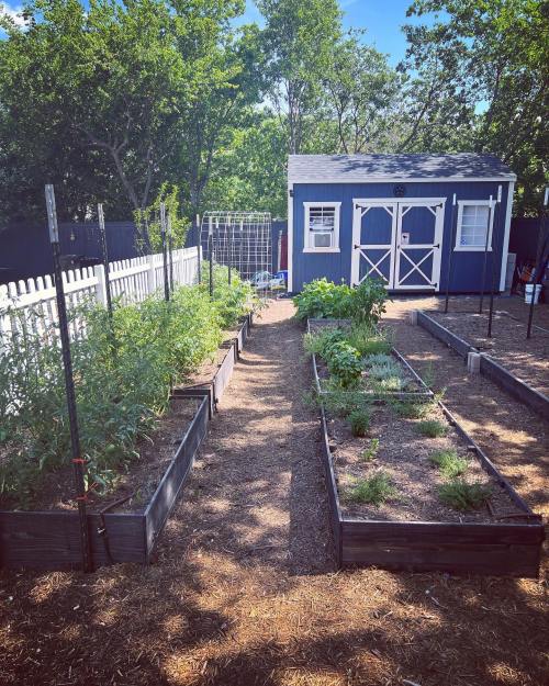A sunny garden with raised beds, herbs, and a blue shed in the background, surrounded by greenery and a white fence.