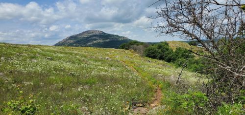 A scenic landscape featuring a grassy field with wildflowers, a mountain in the background, and a partly cloudy sky.
