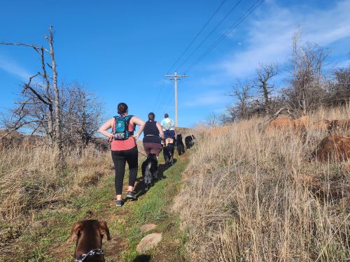 Two people hike a grassy trail with several dogs under a clear blue sky.