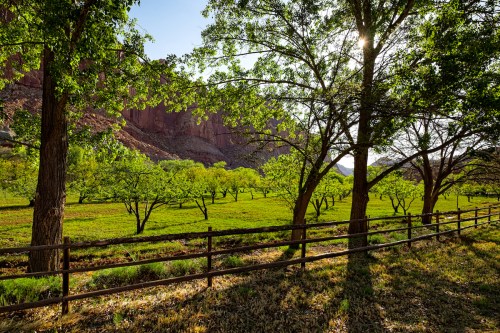 A serene landscape featuring green trees and a grassy field, framed by a wooden fence and sunlight filtering through.