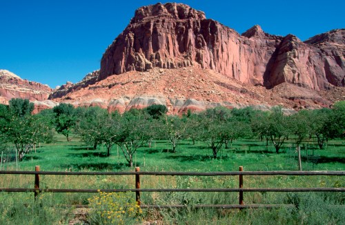 A vibrant green field with trees in the foreground, set against a backdrop of towering red rock formations under a clear blue sky.