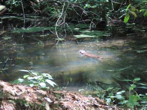A river otter swims in a serene, green-tinted pond surrounded by lush vegetation.