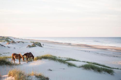 Two horses grazing on a sandy beach with gentle waves and dunes in the background during a serene sunset.