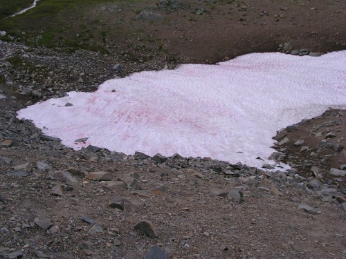 A patch of pink snow on rocky terrain, surrounded by sparse vegetation and stones.