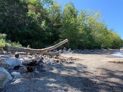 A serene beach scene with a large driftwood log, rocky shore, and lush greenery under a clear blue sky.