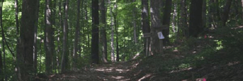 A serene forest path lined with tall trees and dappled sunlight filtering through the leaves.