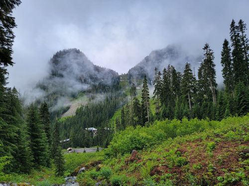 A misty mountain landscape with dense evergreen trees and low clouds, showcasing lush greenery in the foreground.