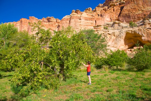 A person in a red shirt picks apples from a tree in a lush green area with rocky cliffs in the background.