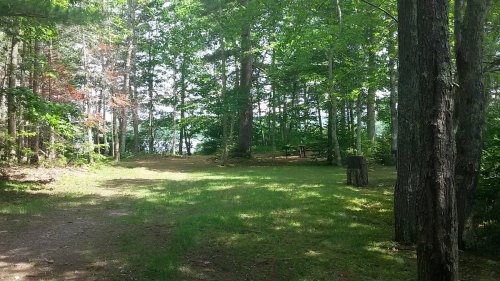 A serene forest scene with green trees, a grassy area, and a glimpse of water in the background.
