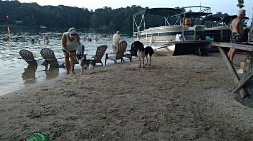 A sandy beach by a lake with people swimming, two dogs walking, and a boat docked nearby.