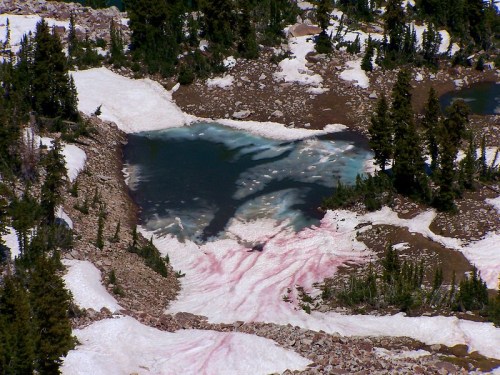 Aerial view of a glacial lake surrounded by snow and rocky terrain, with patches of pink and green vegetation.