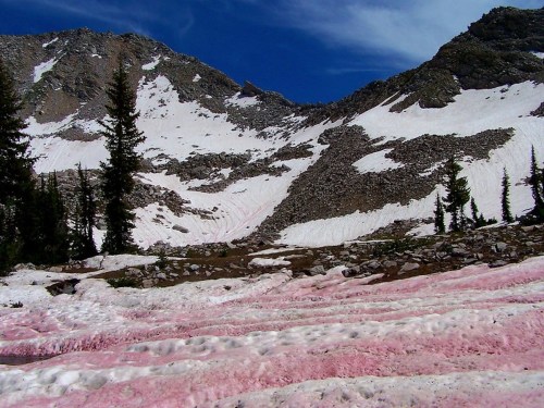 A snowy mountain landscape with patches of pink snow and green trees under a blue sky.