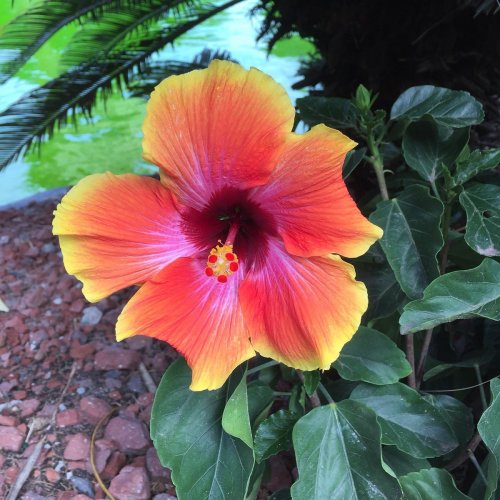 A vibrant hibiscus flower with orange and yellow petals, surrounded by green leaves near a pond.