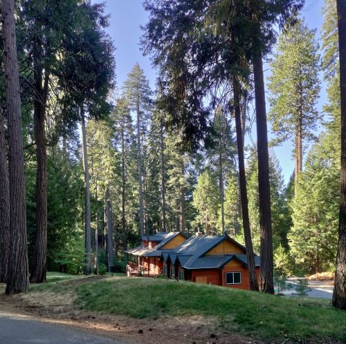 A cozy cabin nestled among tall trees, with a gravel road in the foreground and a clear blue sky above.
