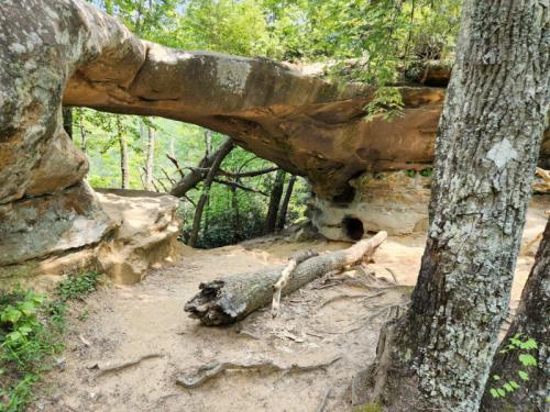 A natural rock formation with an overhang, surrounded by trees and a sandy path, featuring a fallen log in the foreground.