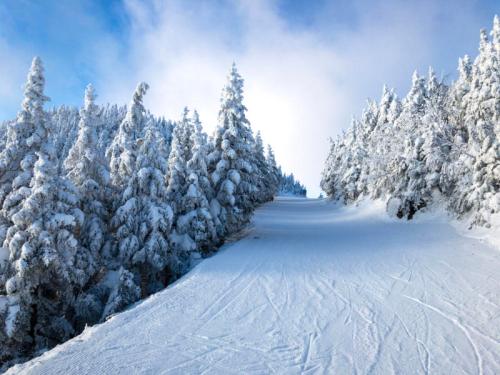 A snowy path winding through frosted trees under a clear blue sky.