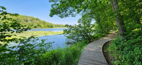 A wooden path winds through lush greenery alongside a serene lake with lily pads under a clear blue sky.