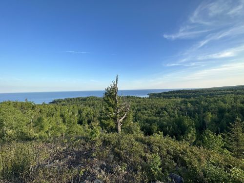 A scenic view of a lush green forest meeting a calm blue lake under a clear sky. A lone tree stands prominently.