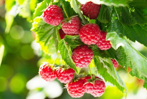 A close-up of ripe red raspberries hanging from green leaves in a sunny garden.