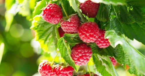 Fresh red raspberries hanging from green leaves in a sunny garden.