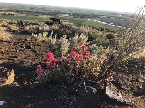 A close-up of vibrant red flowers on rocky terrain, with a scenic view of fields and a river in the background.