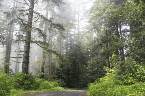 A misty forest scene with tall trees lining a quiet, winding road surrounded by lush greenery.