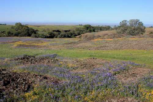 A scenic landscape featuring rolling hills covered in vibrant wildflowers under a clear blue sky.